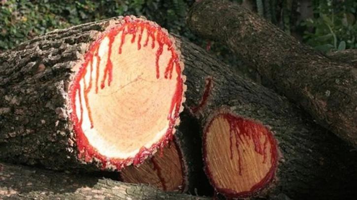 The most distinctive feature of the tree is that it releases a red sap, or resin, that is known as dragon