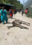 char dham yatra mules dying due to overwork 
