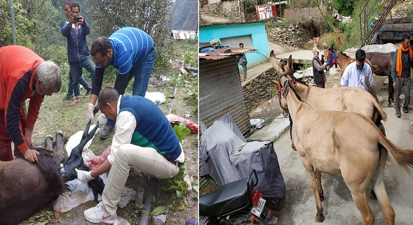 char dham yatra mules dying 