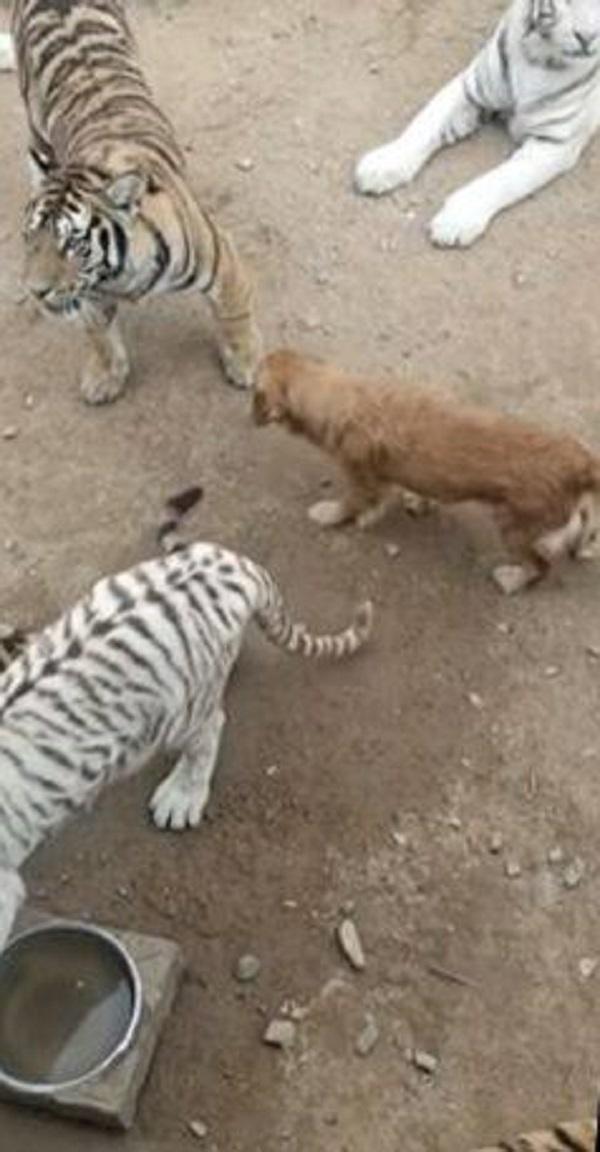 Golden Retriever Hangs Out With Tigers