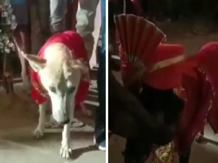 Dog Wedding Bihar 