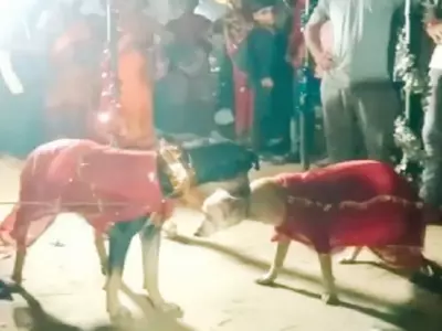 Dog Wedding Bihar 