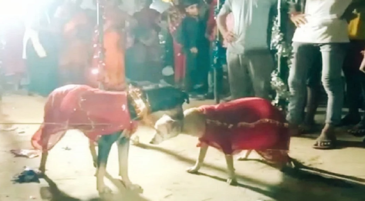 Dog Wedding Bihar 
