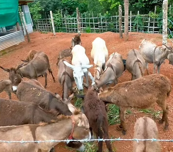 Srinivas Gowda Donkey Farming 