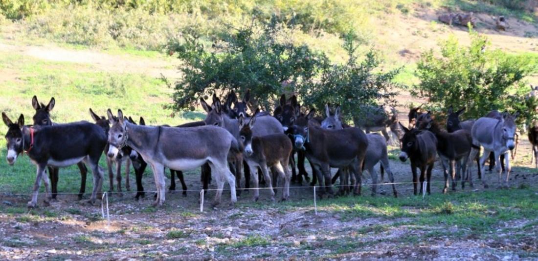 donkey farming 