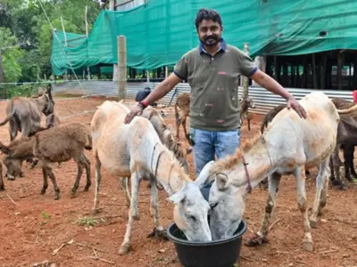 Srinivas Gowda Donkey Farming 