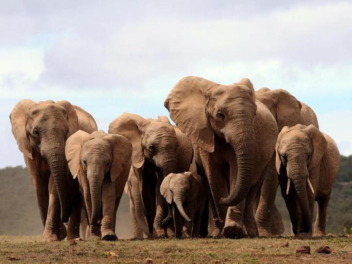 baby elephant with herd