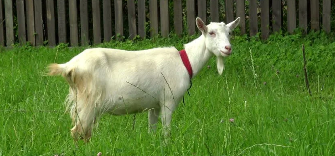 indonesia man marries goat to be viral 