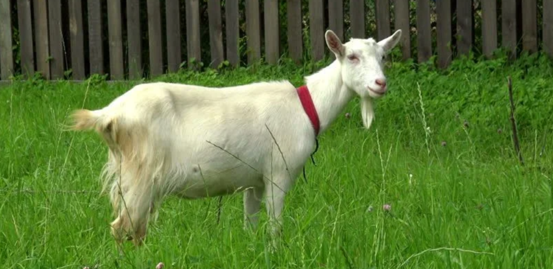 indonesia man marries goat to be viral 