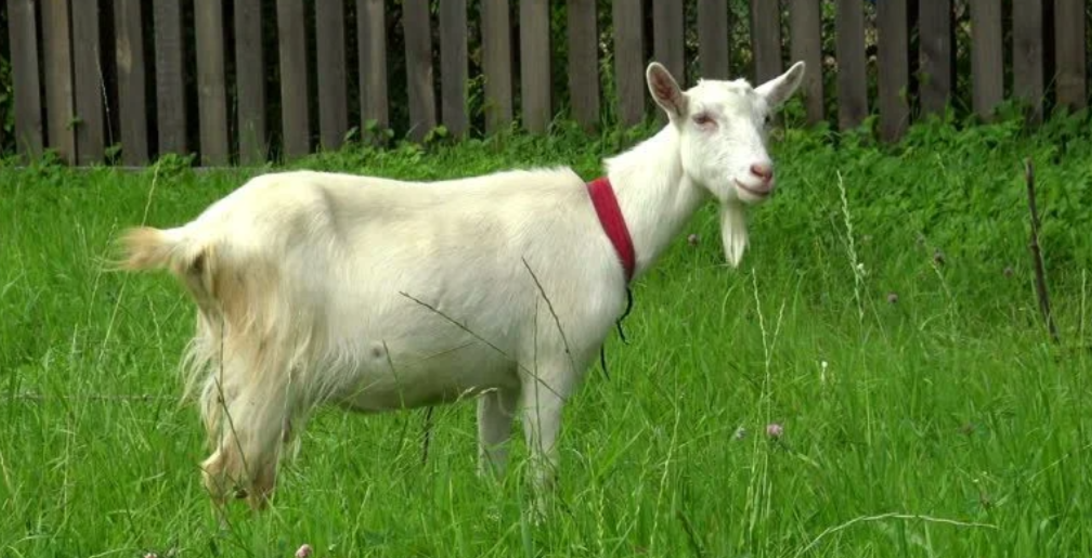 indonesia man marries goat to be viral 