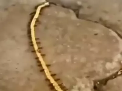 ant carrying golden chain viral video 