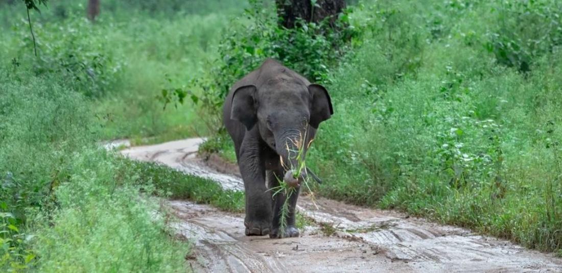 baby elephant rescued