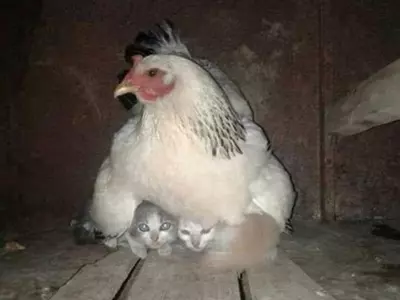 hen takes care of kittens 