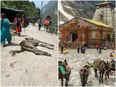 char dham yatra mules dying 