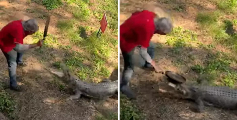 crocodile vs alligator fight video
