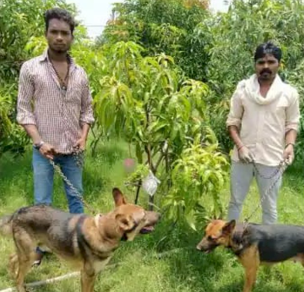 MP couple hire guards dogs to protect mangoes 