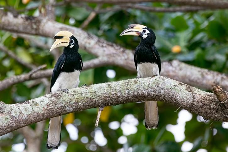 Endangered Great Indian Hornbill Tortured And Killed In Nagaland, 3 ...