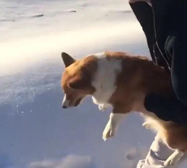 Optical Illusion Dog Being Thrown Out Of Plane