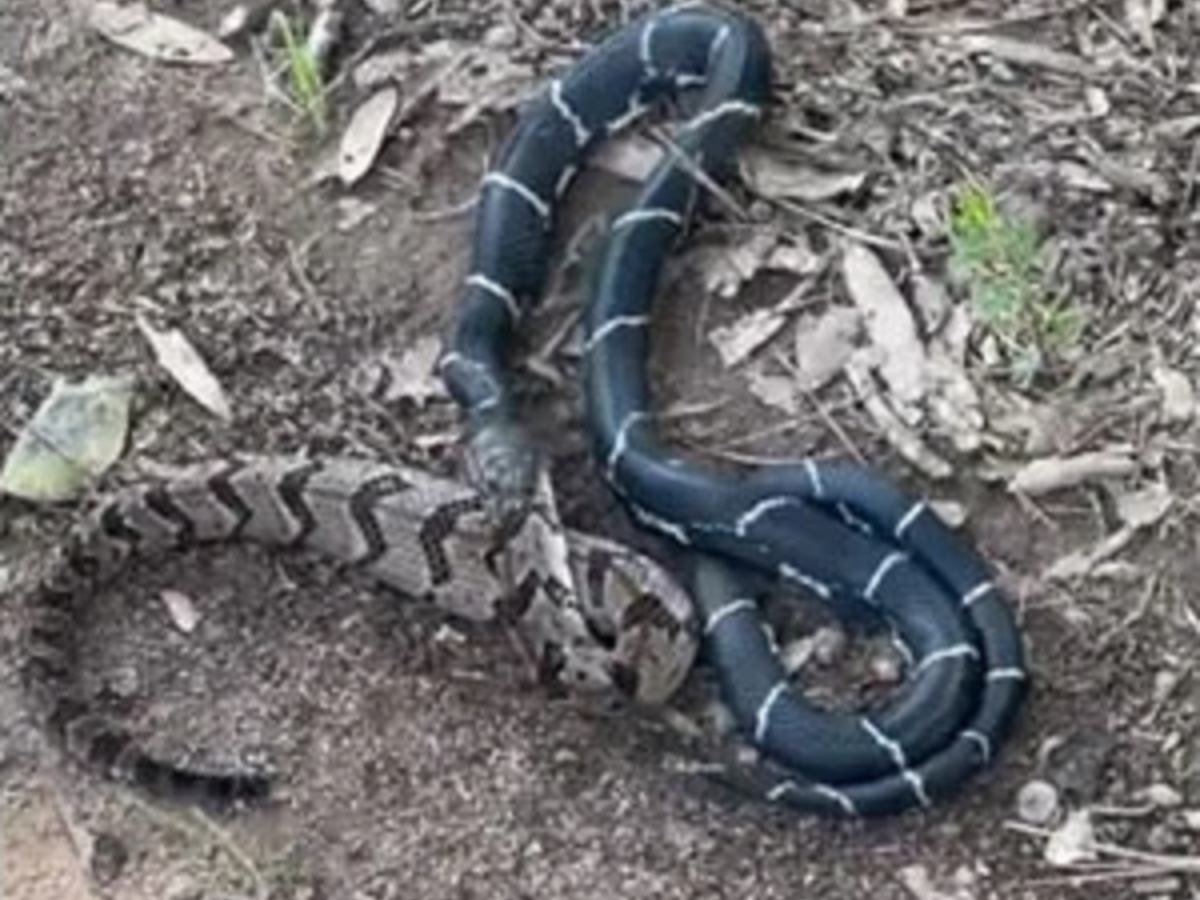 Do Rattlesnakes Eat Other Snakes?