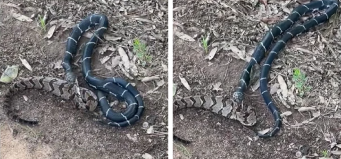 Kingsnake Eating Rattlesnake