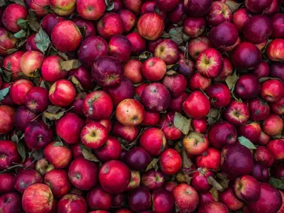 Apple farmer, Himachal Pradesh, India's free trade agreement