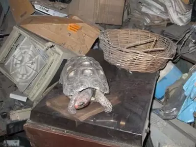 tortoise in attic