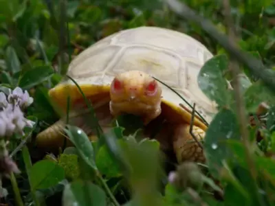 rare albino galapagos tortoise born in switzerland 