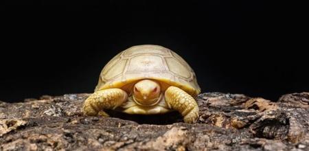 rare albino galapagos tortoise born in switzerland 