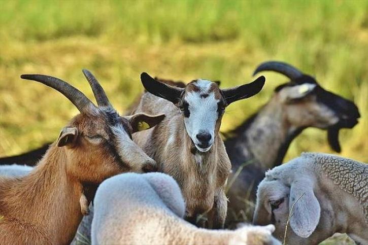Goats 