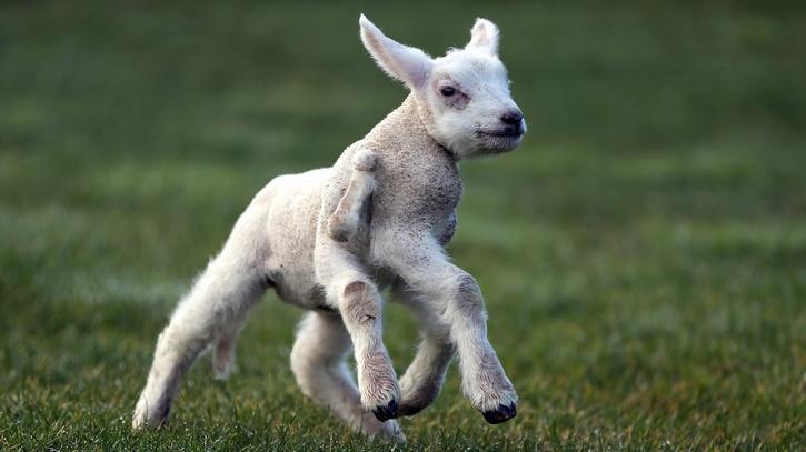 5 Legged Lamb 