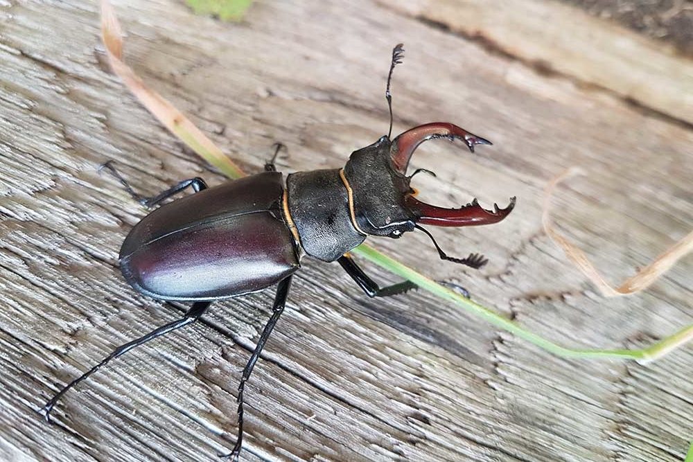 Stag Beetle 