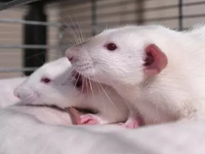 mice reverse ageing
