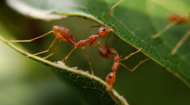 rak mrówek rak mrówek