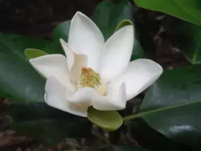 Magnolia ekmanii | Martin Reith (CC BY-NC)