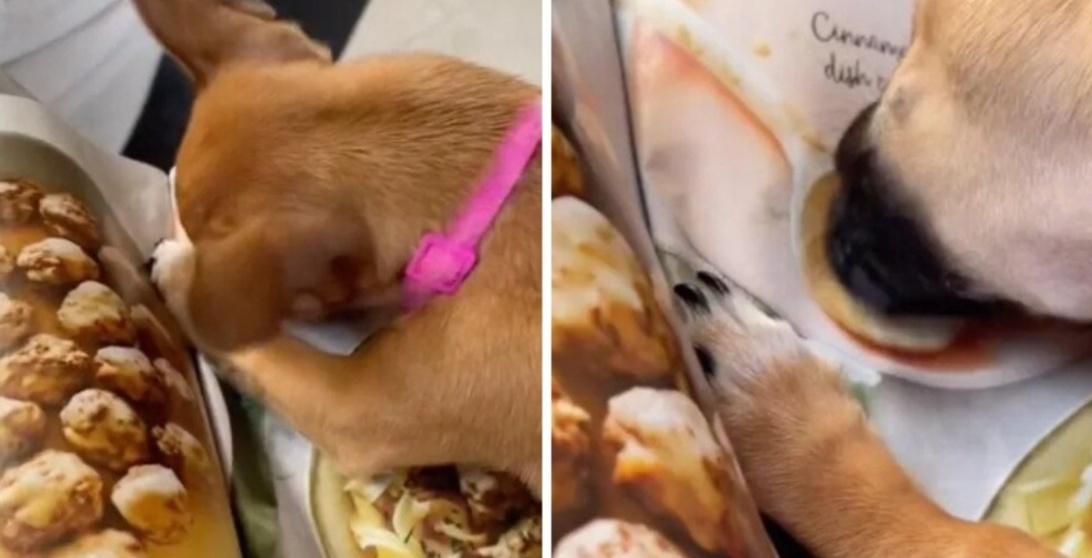 An Adorable Dog Craves For Meatballs Photo's & Desperately Tries To Eat It