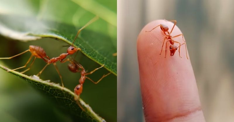 Badanie mówi, że mrówki wyczuwają raka u ludzi lepiej niż psy