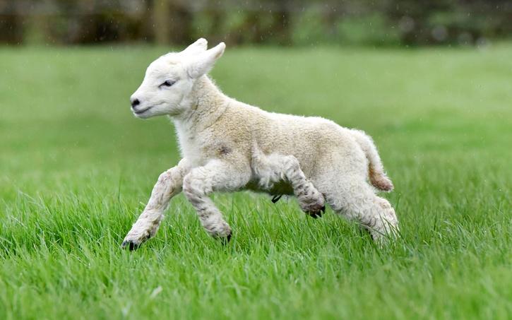 5 Legged Lamb 