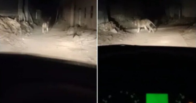 Man Chases, Harasses Lion With His Car In Gujarat