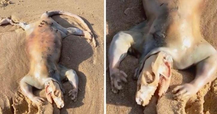 Mysterious 'Alien' Creature Washes Up On Queensland Beach