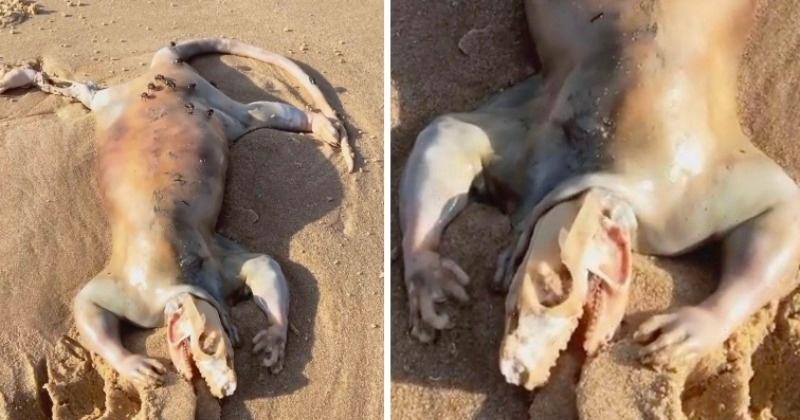 The Strange Creature That Washed Up On Australian Beach Has Been Identified
