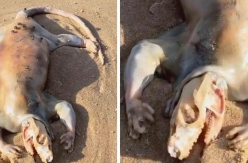 The Strange Creature That Washed Up On Australian Beach Has Been Identified