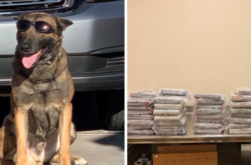 How Much Is A K9 Dog Worth