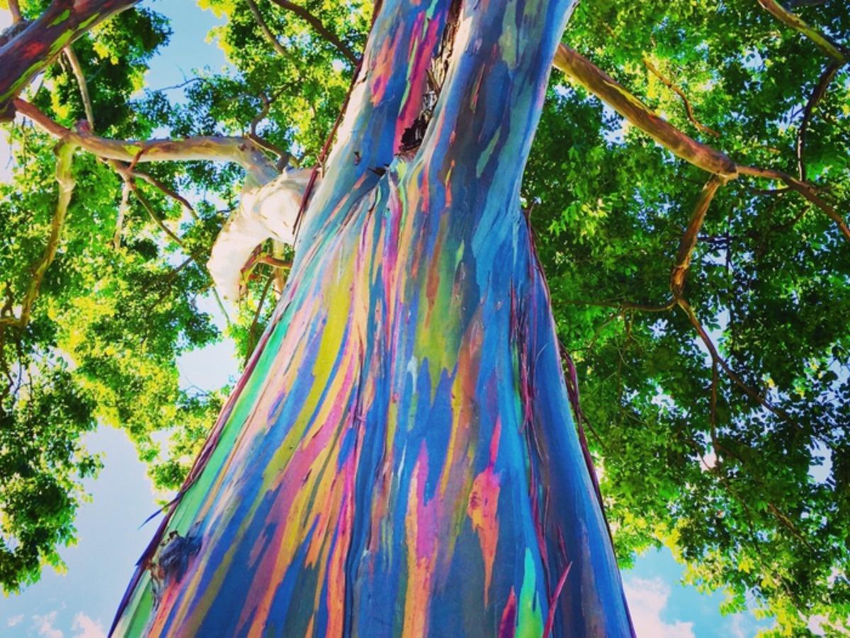 Rainbow Eucalyptus: You Can Visit The Most Colorful Tree On Earth -  WorldAtlas