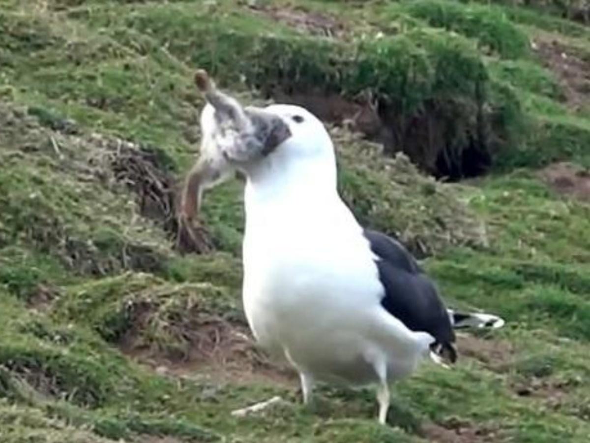 Seagull Swallows Rabbit Whole After Pulling It Out Of Its Hole