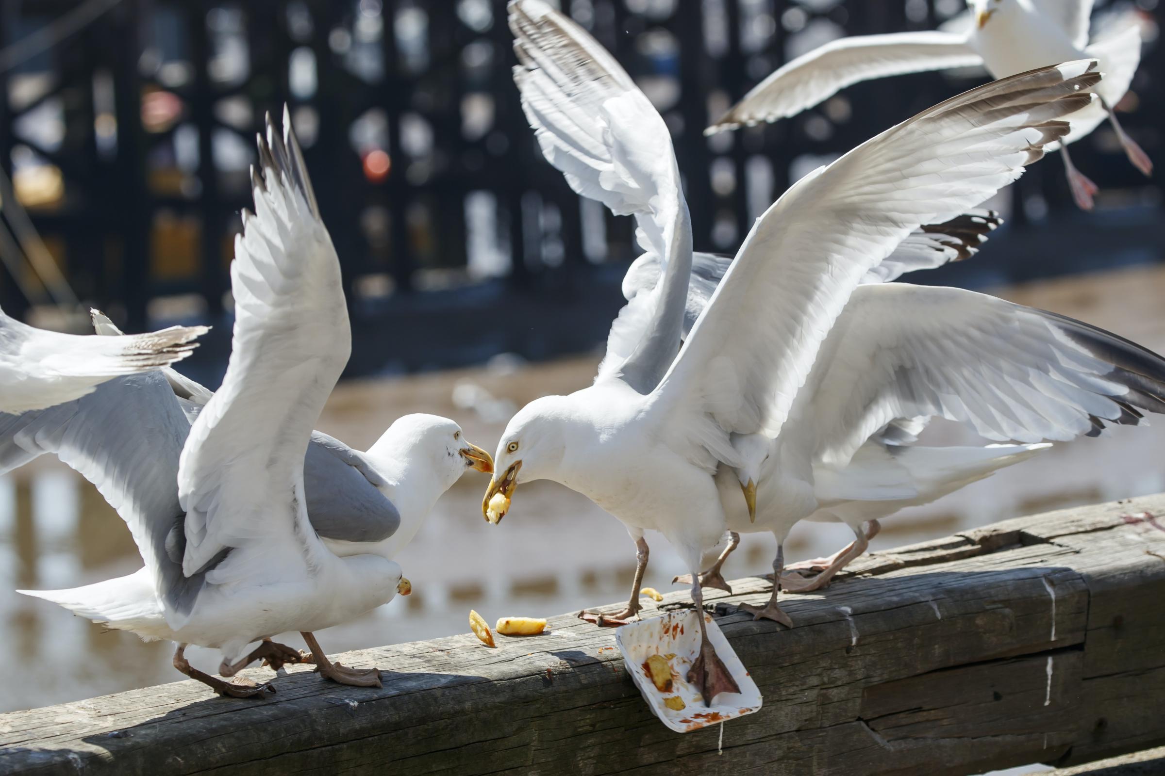 Seagulls Visit Specific Shops As They Remember Best Fish & Chips ...