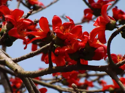 Semal Trees, A Poetry In The Brief Spring Of Delhi
