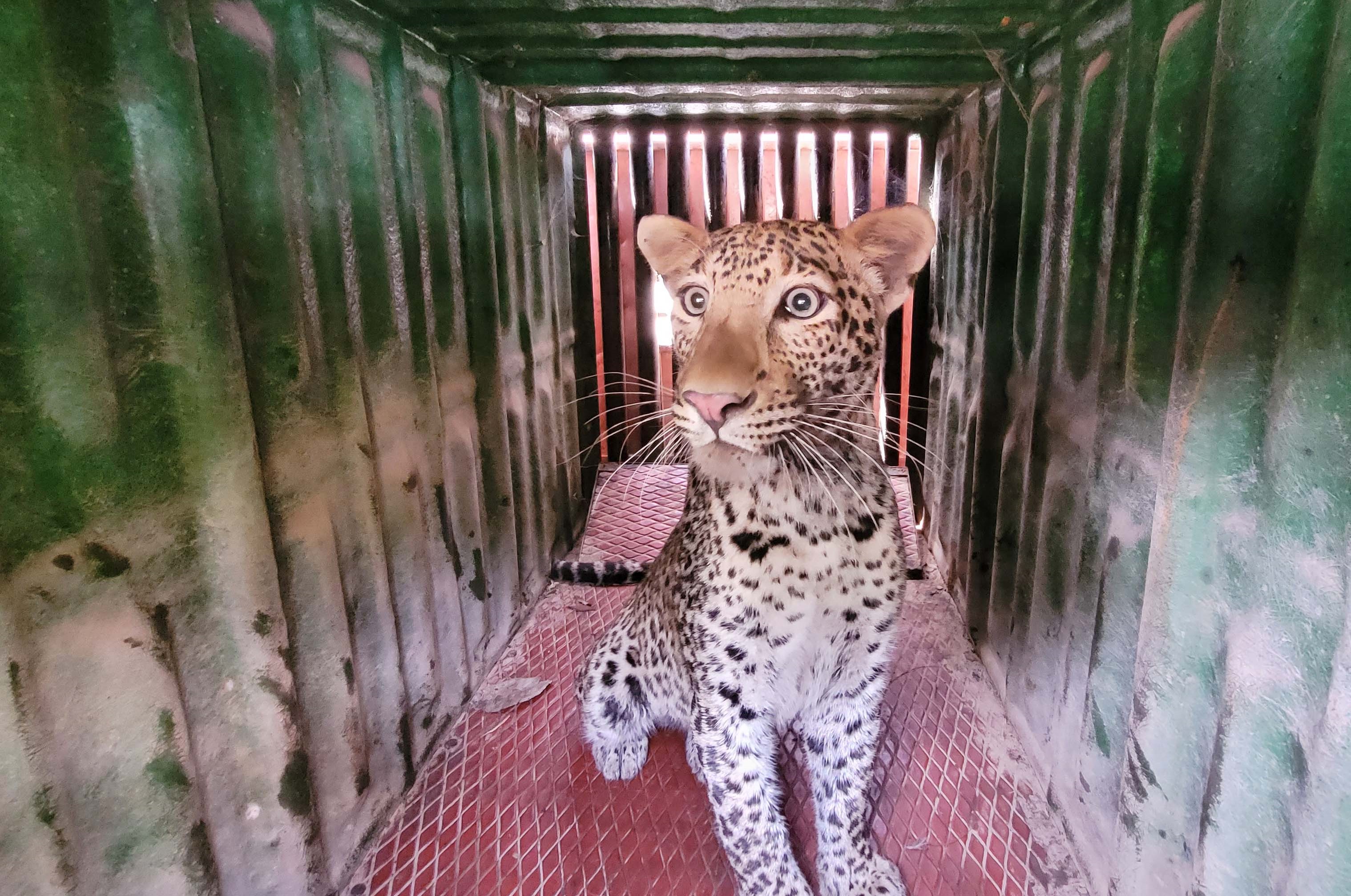 Stray Leopard That Brought Mercedes Benz Plant In Maharashtra To A Halt