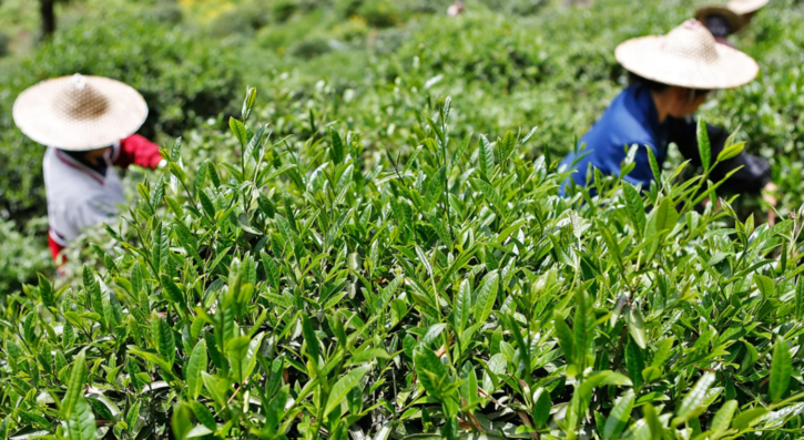 Da-Hong Pao tea