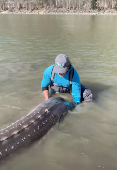 Fisherman Captures Magnificent 10 And 1 2 Foot Long 'living Dinosaur'