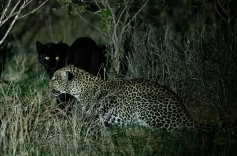 Incredibly Rare Photos Show Black Panther In African Wilderness Incredibly Rare Photos Show Black Panther In African Wilderness